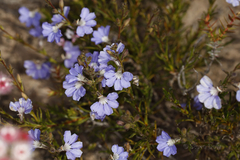 Scaevola glandulifera