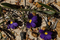 Scaevola phlebopetala