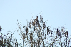 Handroanthus impetiginosus