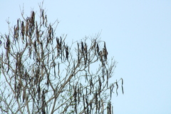 Handroanthus impetiginosus