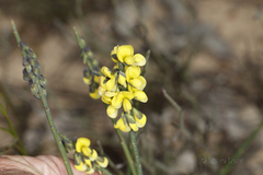 Sphaerolobium macranthum