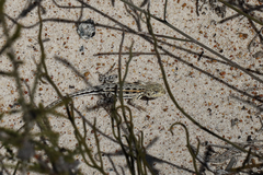 Ctenophorus maculatus