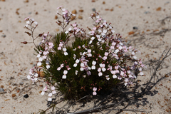 Stylidium nonscandens