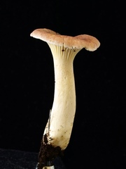 Cantharellus atrolilacinus