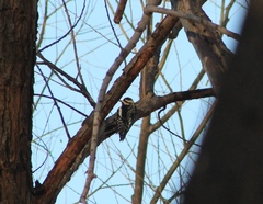 Sphyrapicus nuchalis