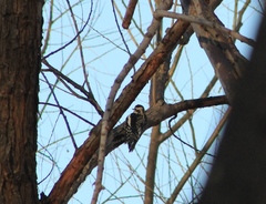 Sphyrapicus nuchalis
