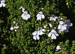 Prostanthera cuneata