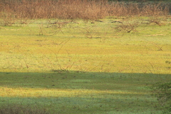 Setophaga coronata