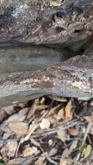 Trichaleurina tenuispora
