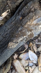 Trichaleurina tenuispora