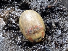 Paropsisterna m-fuscum