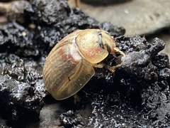 Paropsisterna m-fuscum