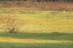 Setophaga coronata