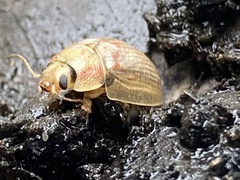 Paropsisterna m-fuscum