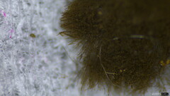 Trichaleurina tenuispora