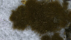 Trichaleurina tenuispora