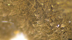Trichaleurina tenuispora