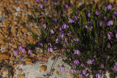 Tetratheca confertifolia