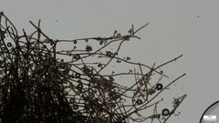 Trichaleurina tenuispora