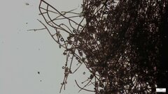 Trichaleurina tenuispora