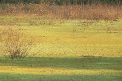 Setophaga coronata