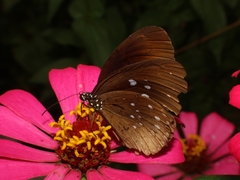 Euploea climena