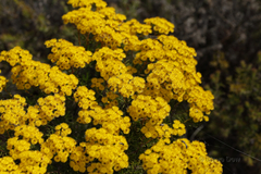 Verticordia laciniata