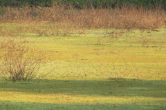 Setophaga coronata