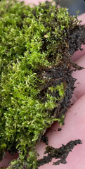 Ptychostomum pseudotriquetrum