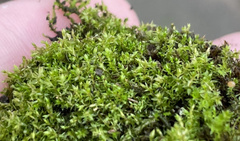 Ptychostomum pseudotriquetrum