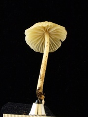 Marasmius maximus