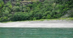 Tylosurus crocodilus