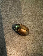 Callistethus marginatus