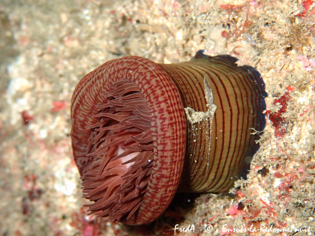 Girdle Anemone