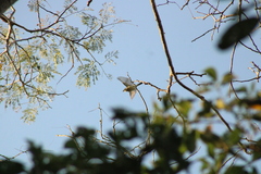 Tyrannidae