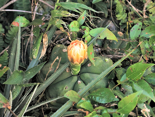 Gymnocalycium horstii ssp. buenekeri