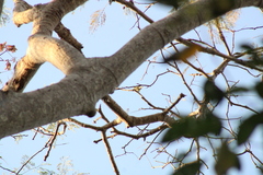 Tyrannidae