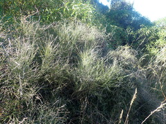 Carmichaelia muritai