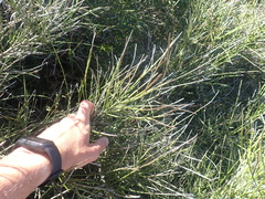 Carmichaelia muritai