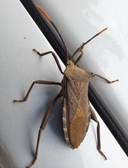 Elasmopoda valga