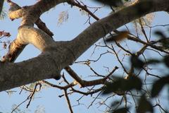 Tyrannidae