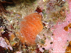 Aplidium elegans