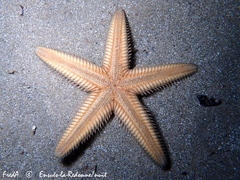 Astropecten platyacanthus