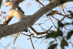 Tyrannidae