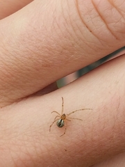 Cryptachaea veruculata