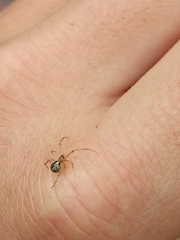 Cryptachaea veruculata