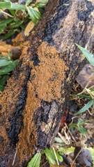 Botryobasidium