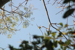 Tyrannidae