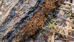 Botryobasidium