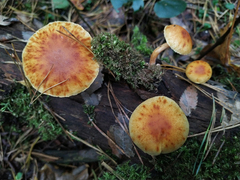 Gymnopilus penetrans